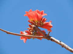 Brachychiton megaphyllus