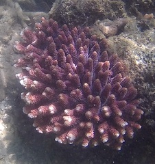 Acropora millepora