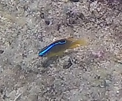 Chrysiptera unimaculata