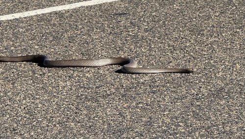 Eastern Brown Snake sighting