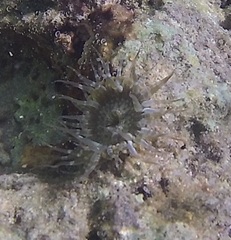 Anthopleura dixoniana