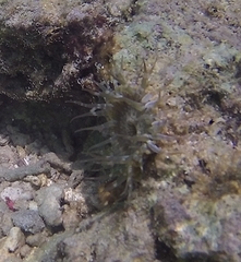 Anthopleura dixoniana