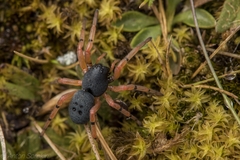 Trachelopachys