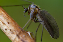 Orthocladiinae