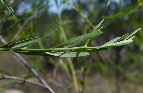 Platysace valida observed 2024-09-15