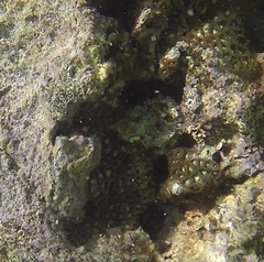 Zoanthus sansibaricus