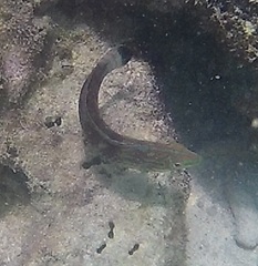 Halichoeres papilionaceus