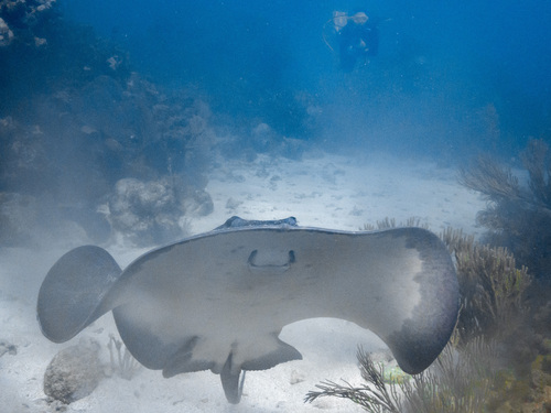 Chupare stingray (Himantura schmardae) — Dasyatidae — 2