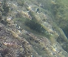 Halichoeres miniatus