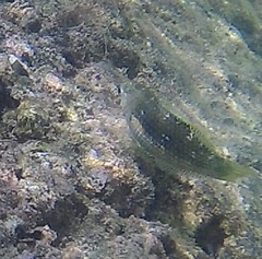 Halichoeres miniatus