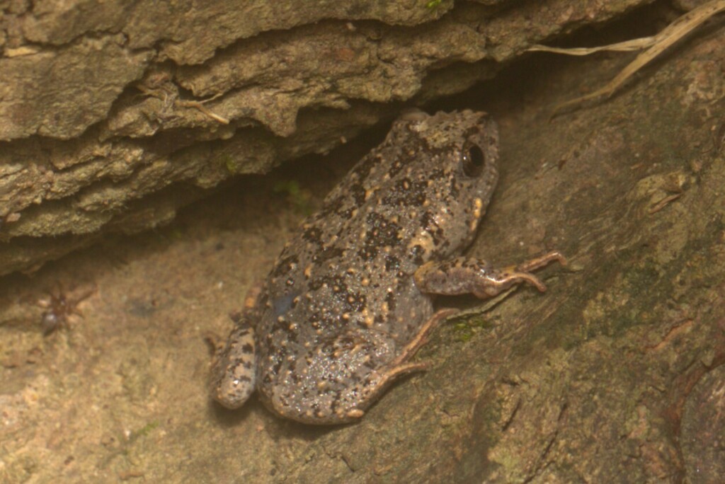 Dusky Toadlet (Uperoleia fusca)