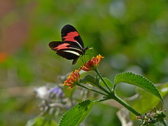 Heliconius erato phyllis