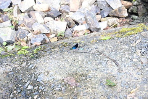 Matrona basilaris