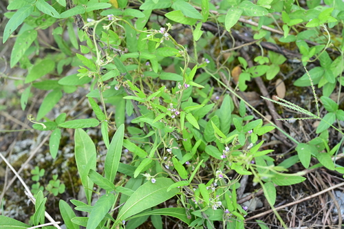 Wild Soybean