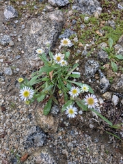 Erigeron nivalis