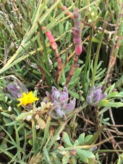Chloropyron maritimum palustre
