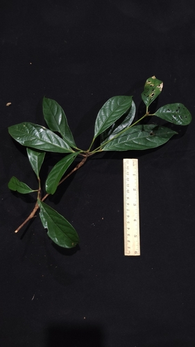 Baccaurea tetrandra observed 2024-12-06