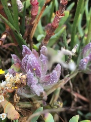 Chloropyron maritimum palustre