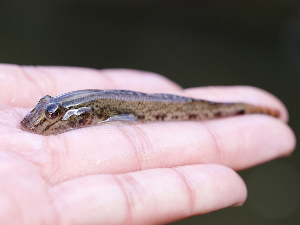 Yellowfin Goby