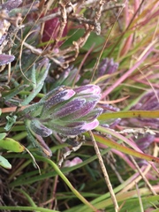 Chloropyron maritimum palustre