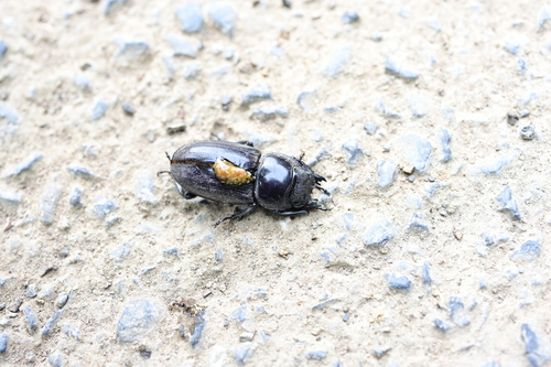 Serrognathus titanus typhoniformis