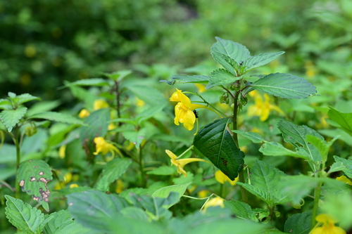 Touch-me-not Balsam