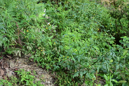 Spanish needles