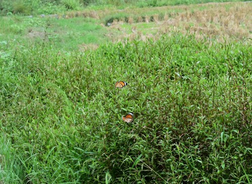 Common Tiger Butterfly