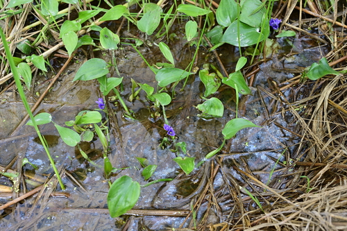 Heartleaf False Pickerelweed