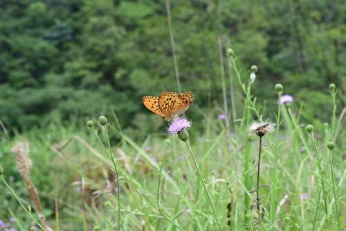 Sagana Fritillary