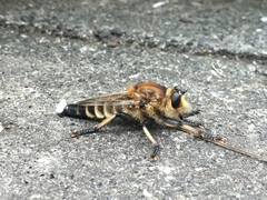 Promachus yesonicus