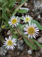 Erigeron nivalis