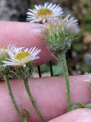 Erigeron nivalis