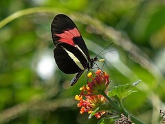 Heliconius erato phyllis