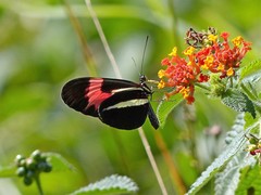 Heliconius erato phyllis