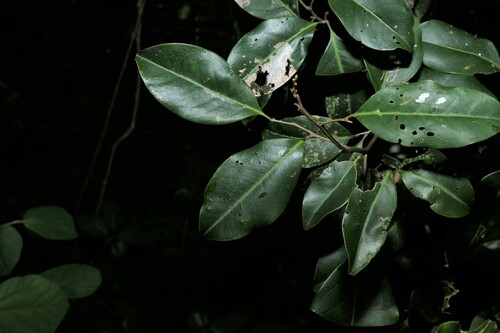 Image of Mischocarpus anodontus by (c) Greg Tasney, some rights reserved (CC BY-SA)