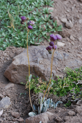 Calceolaria arachnoidea