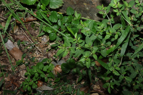 Image of Nyssanthes diffusa by (c) Greg Tasney, some rights reserved (CC BY-SA)
