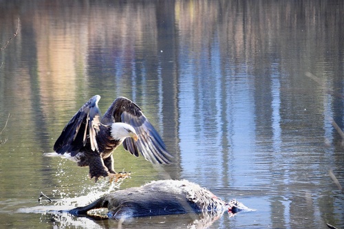 Bald Eagle photographed in New Jersey