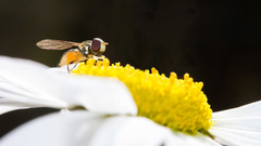 Toxomerus occidentalis