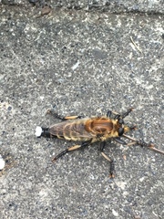 Promachus yesonicus