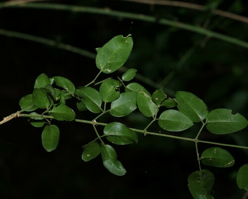 Image of Jasminum didymum by (c) Greg Tasney, some rights reserved (CC BY-SA)