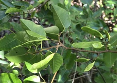 Dalbergia brownei