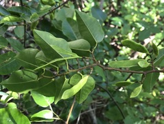 Dalbergia brownei