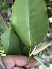 Dalbergia brownei