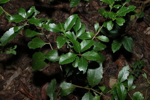 Image of Denhamia bilocularis by (c) Greg Tasney, some rights reserved (CC BY-SA)