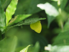 Eurema blanda arsakia