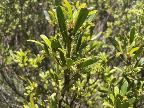 Tasmannia xerophila (Tasmannia xerophila)