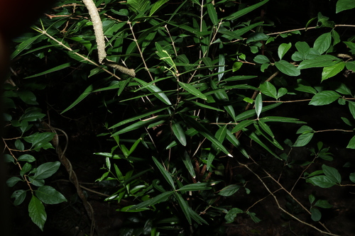 Image of Notelaea microcarpa by (c) Greg Tasney, some rights reserved (CC BY-SA)