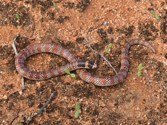 Australian Coral Snake photo 5